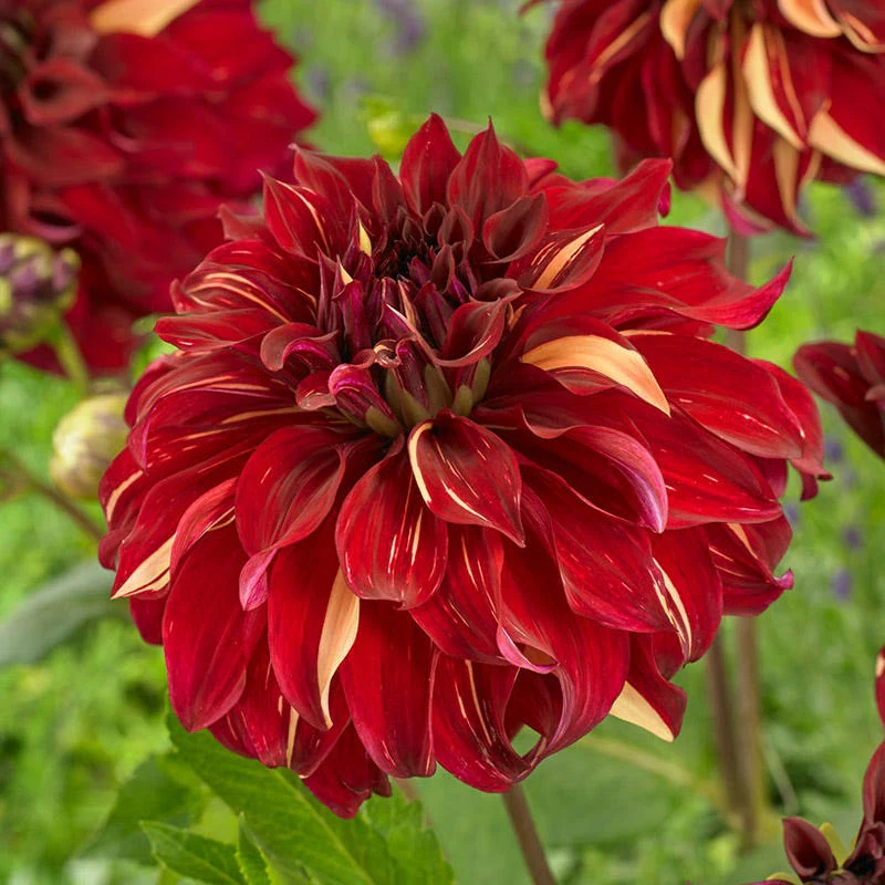 Bohemian Spartacus Dinner Plate Dahlia - Image 3