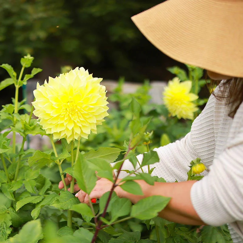 Brilliant Burst Dinner Plate Dahlia Collection - Image 4