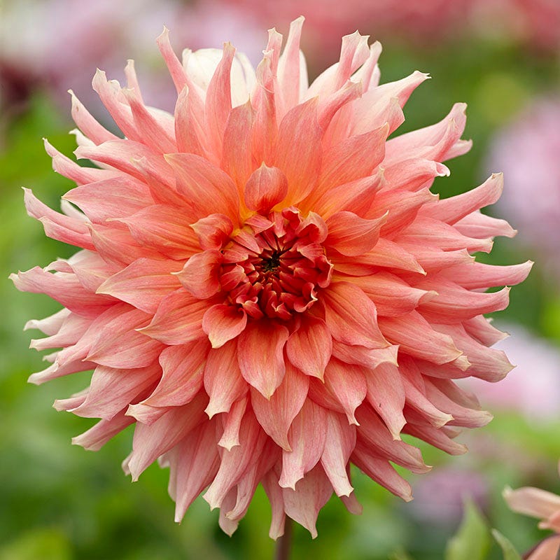 Fairway Spur Dinner Plate Dahlia