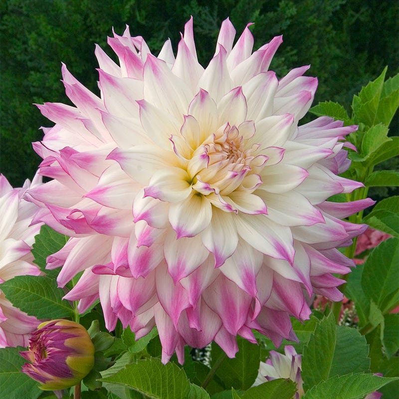 Ferncliff Illusion Dinner Plate Dahlia - Image 2