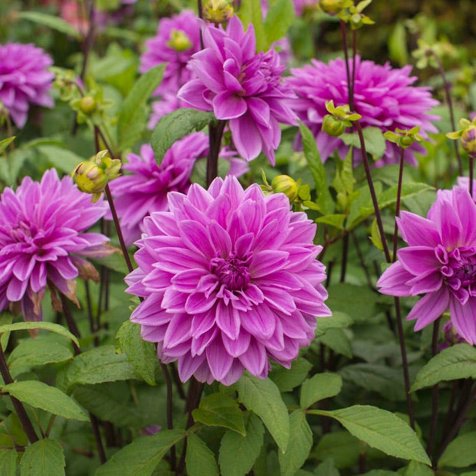 Lilac Time Dinner Plate Dahlia - Image 3