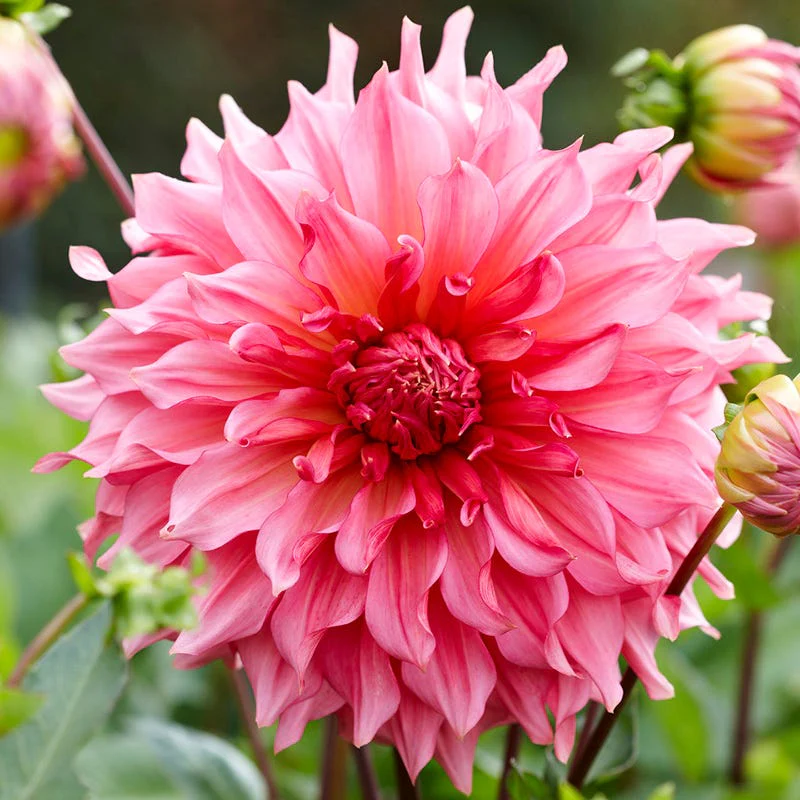 Radiant Dinner Plate Dahlia Collection - Image 3