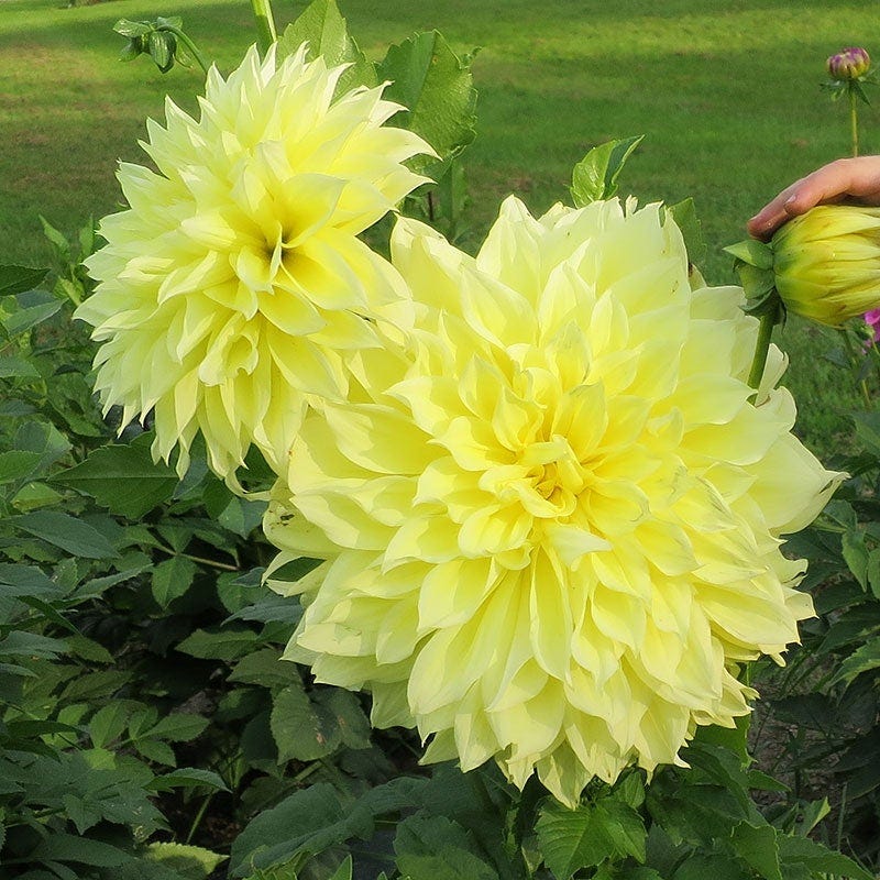 Radiant Dinner Plate Dahlia Collection - Image 5