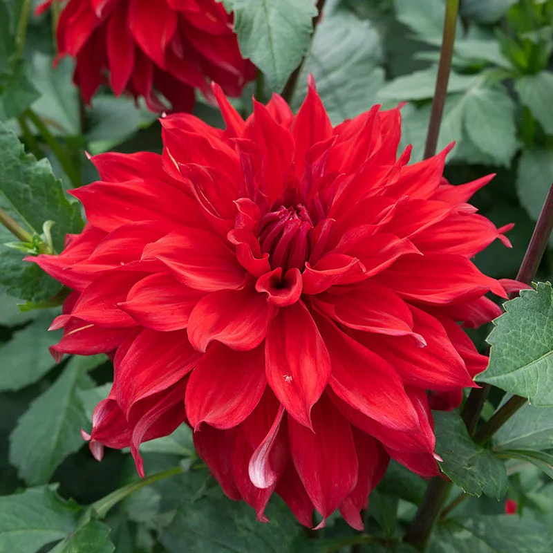 Radiant Dinner Plate Dahlia Collection - Image 6