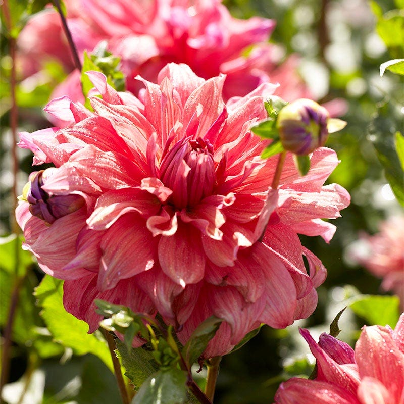 Raspberry Apricot Dinner Plate Dahlia Collection - Image 4