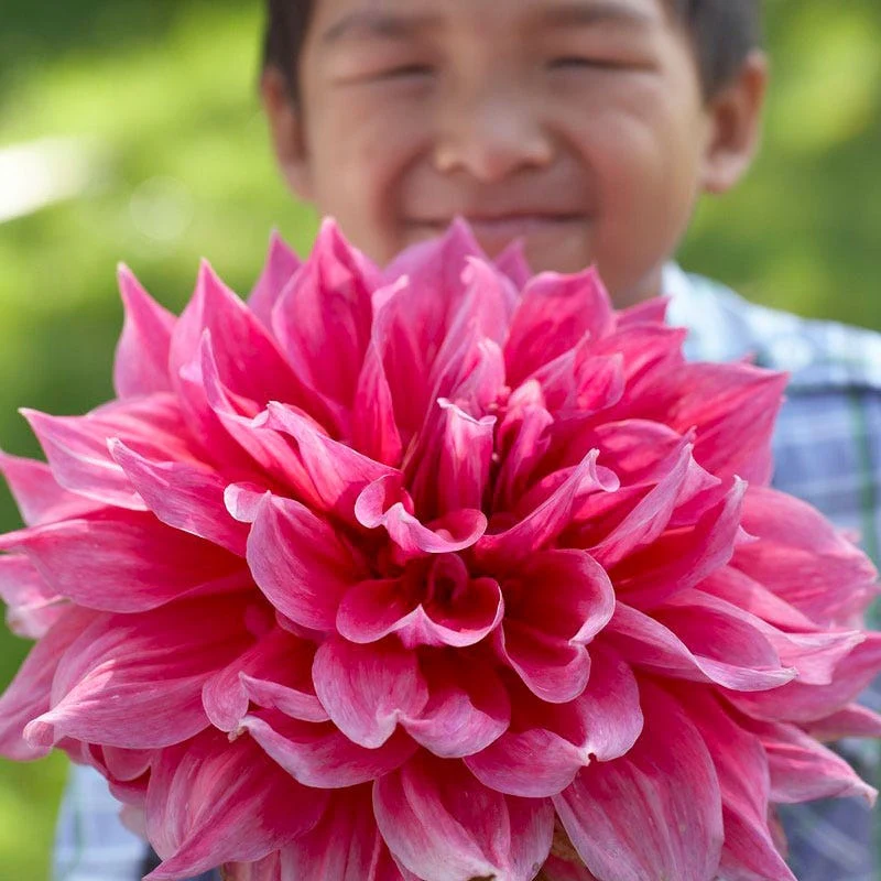 Popsicle Dahlia Collection - Image 3
