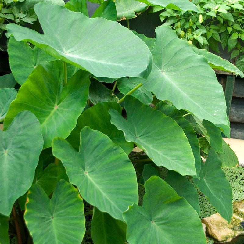 Elephant Ear
