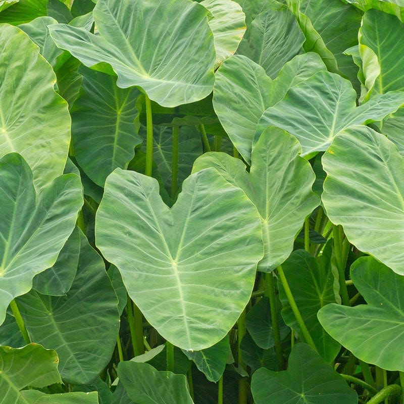Elephant Ear - Image 2