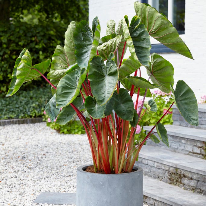 Royal Hawaiian® Hawaiian Punch Elephant Ear - Image 2