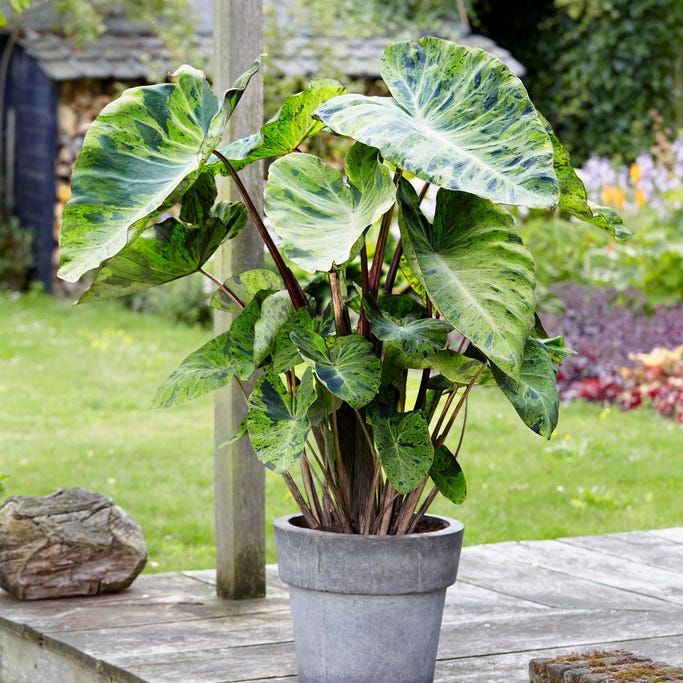 Mojito Elephant Ear