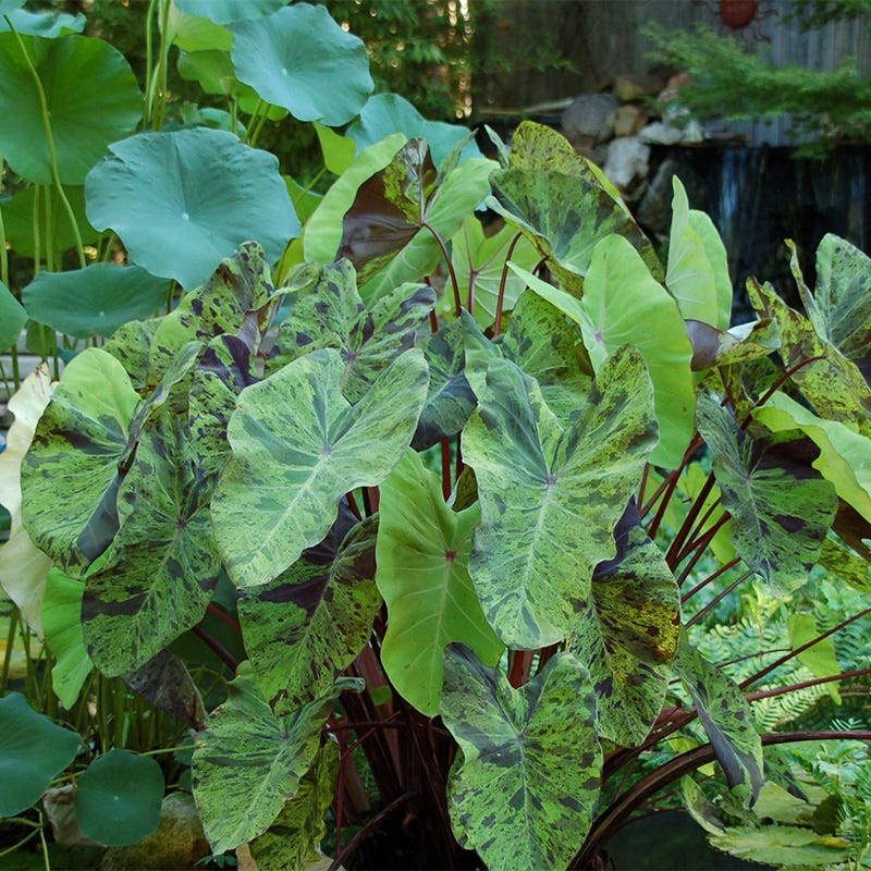 Mojito Elephant Ear - Image 2