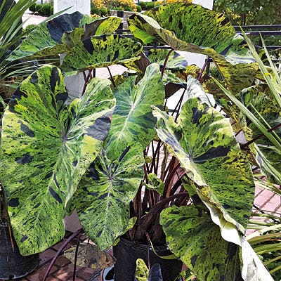 Mojito Elephant Ear - Image 3