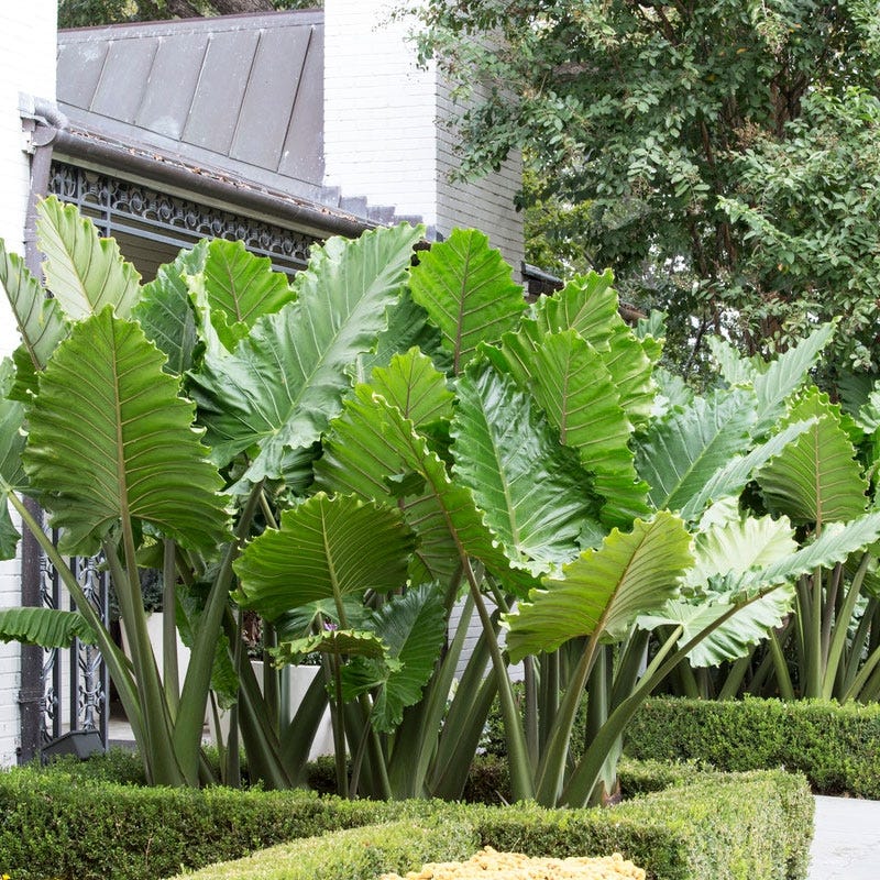 Portora Upright Elephant Ear - Image 2