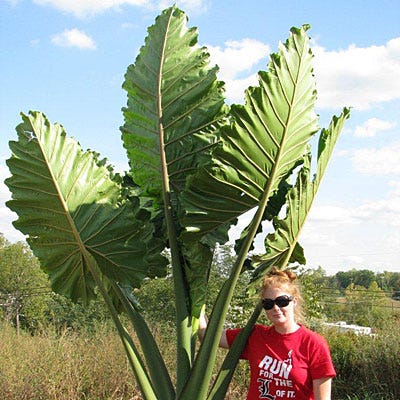 Portora Upright Elephant Ear - Image 3