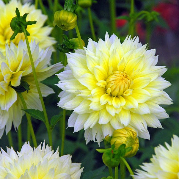 Canary Fubuki Fimbriata Dahlia - Image 2