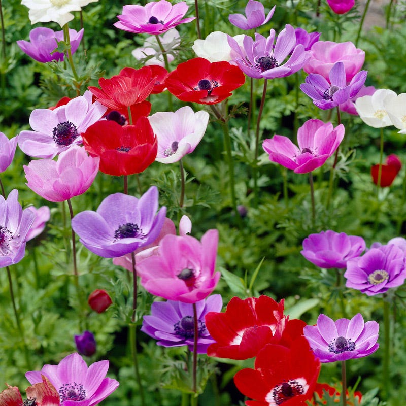 Anemone De Caen Mix - Image 3