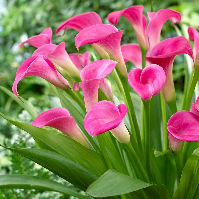Elegance Bouquet Collection (Late-Summer Flowers) - Image 6