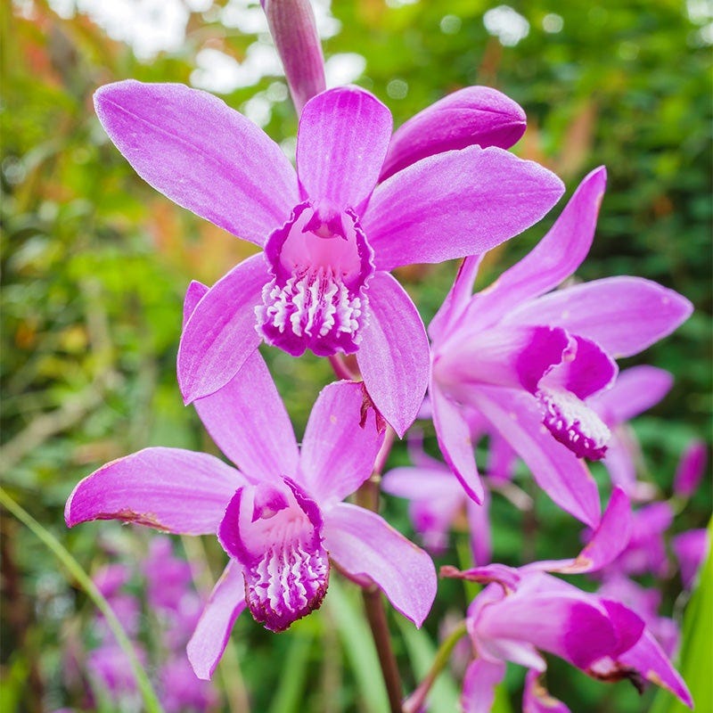 Hardy Shade Flower Bulb Collection - Image 4
