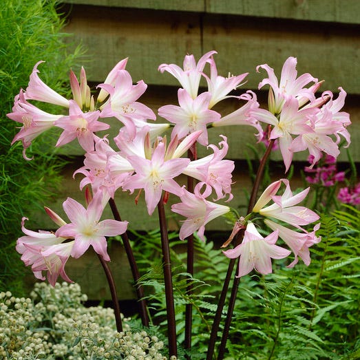 Ombre Bouquet Bulb Collection - Image 7