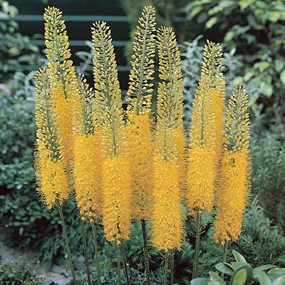 Desert Candle Foxtail Lily - Image 2