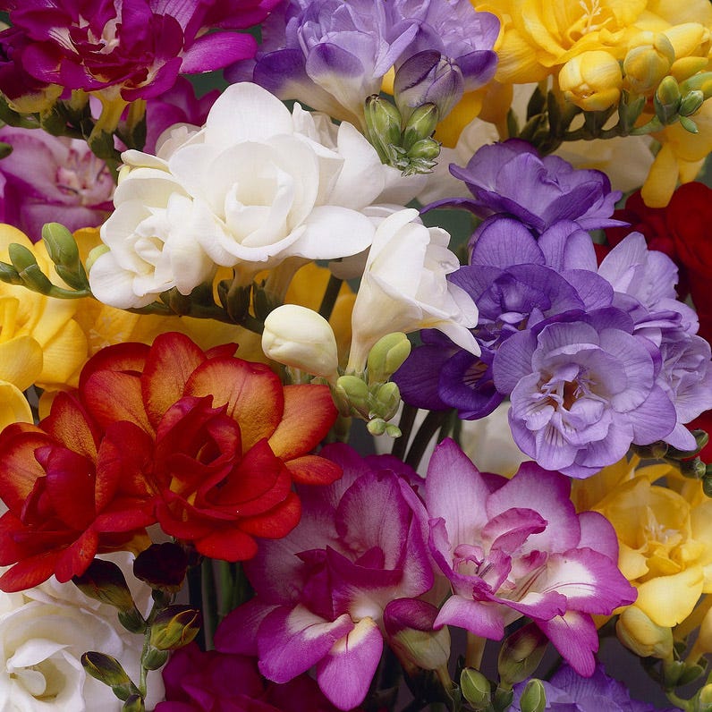 Double Freesia Mix - Image 3