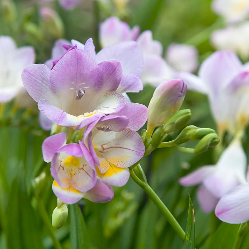 Single Blue Freesia