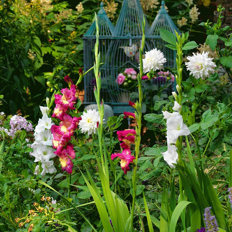 Dynamite Gladiolus - Image 2