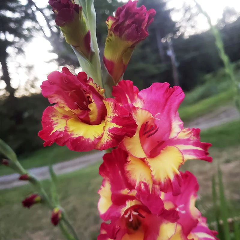 Dynamite Gladiolus - Image 3