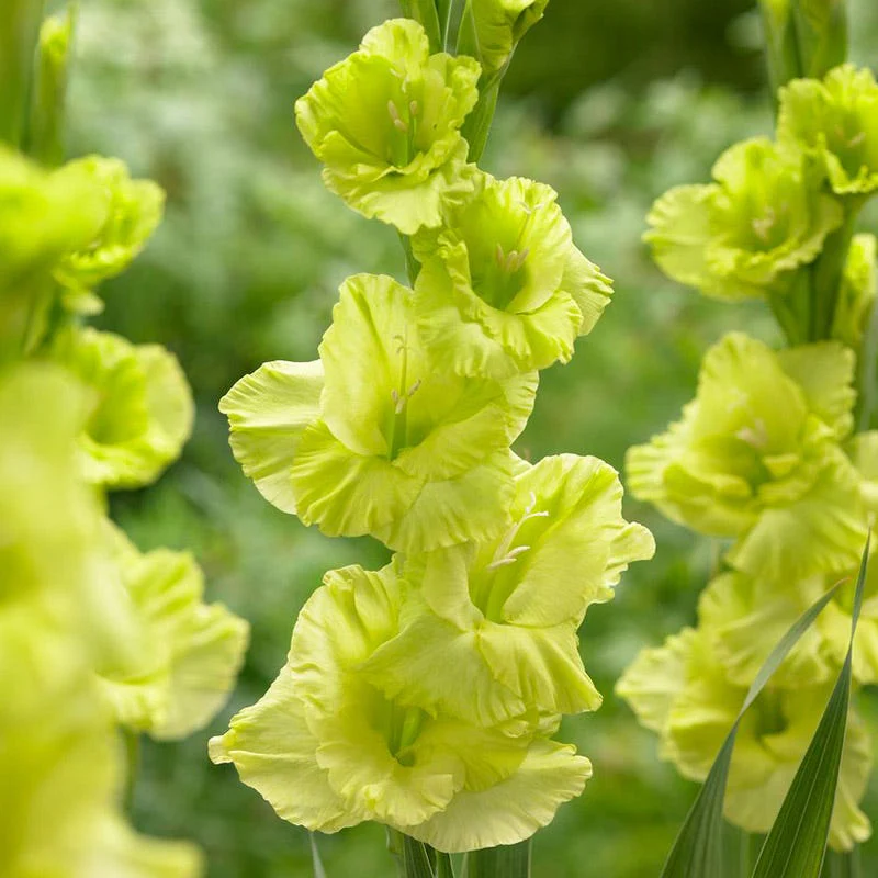 Green Star Gladiolus - Image 2