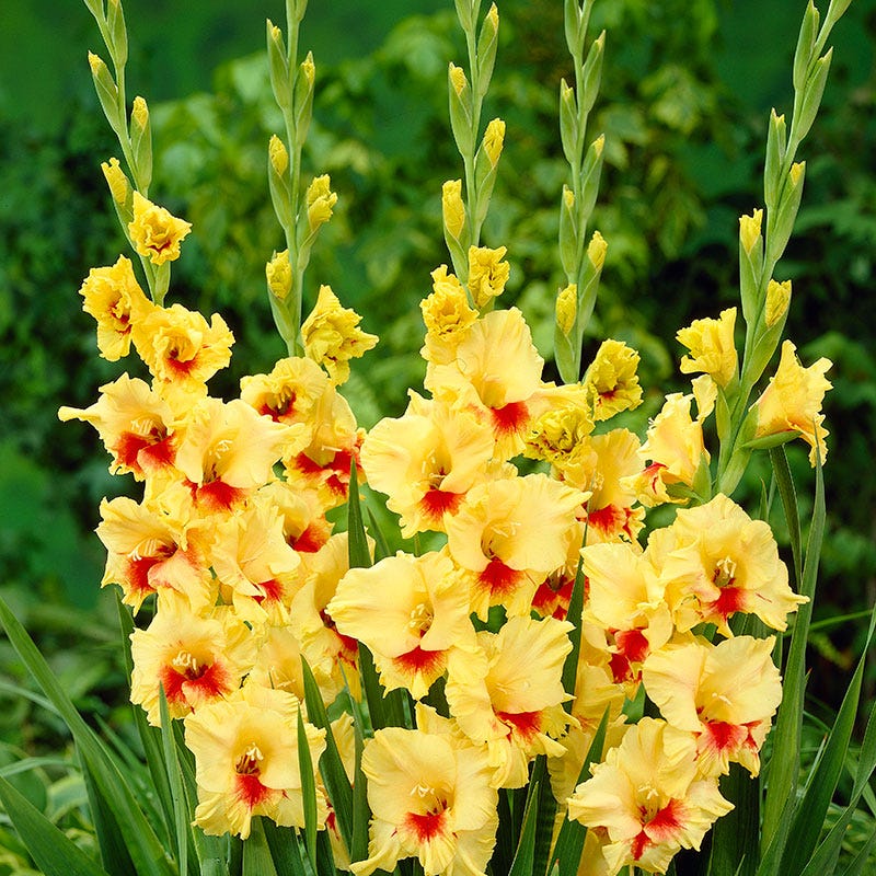 Jester Gladiolus