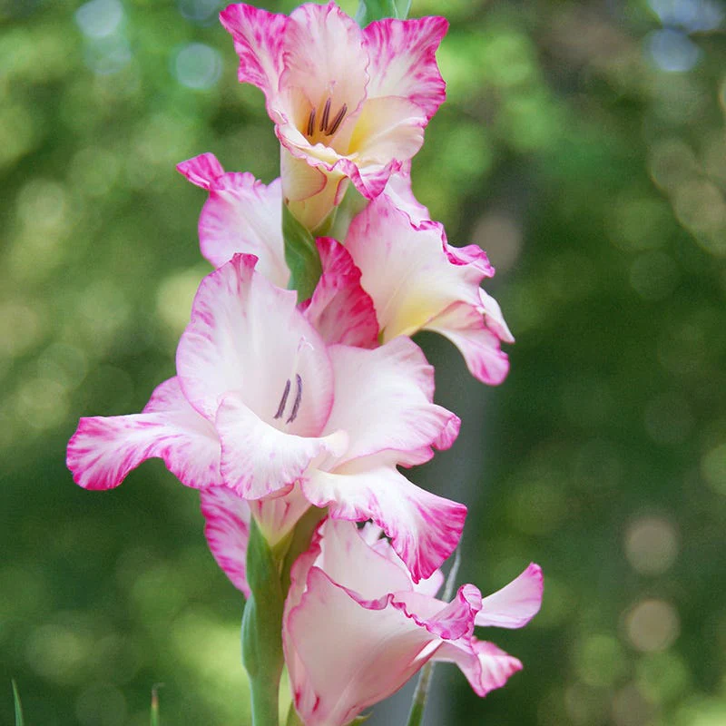 Priscilla Gladiolus - Image 3