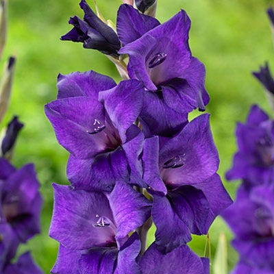 Purple Flora Gladiolus - Image 2