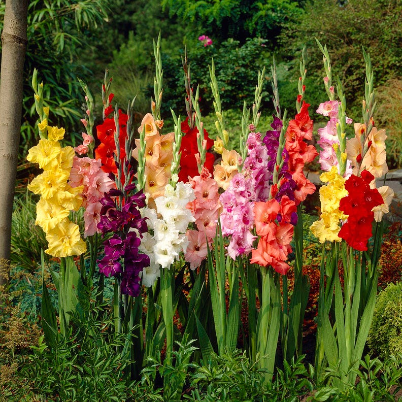 Rainbow Gladiolus Mix - Image 2