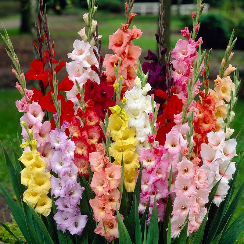 Rainbow Gladiolus Mix - Image 4