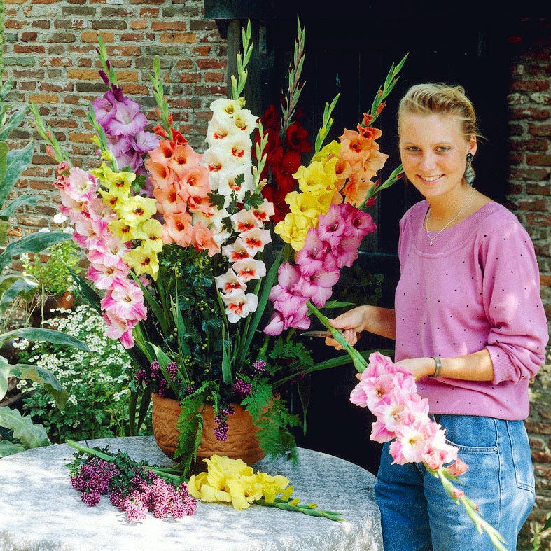 Rainbow Gladiolus Mix - Image 5