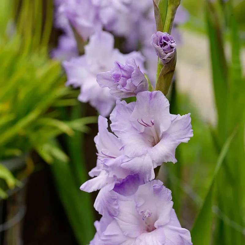 Limited Edition Great Gladiolus Collection - Image 3