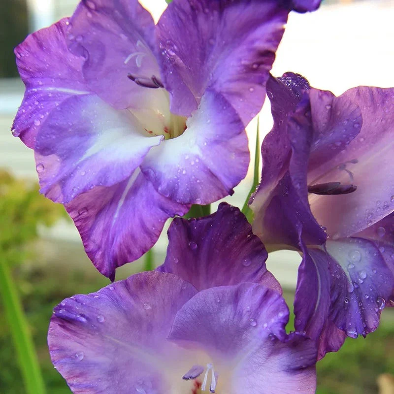 Limited Edition Great Gladiolus Collection - Image 4