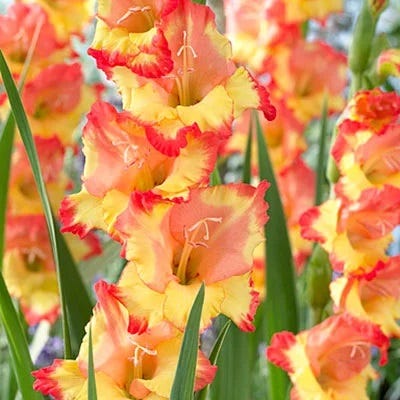 Limited Edition Great Gladiolus Collection - Image 5