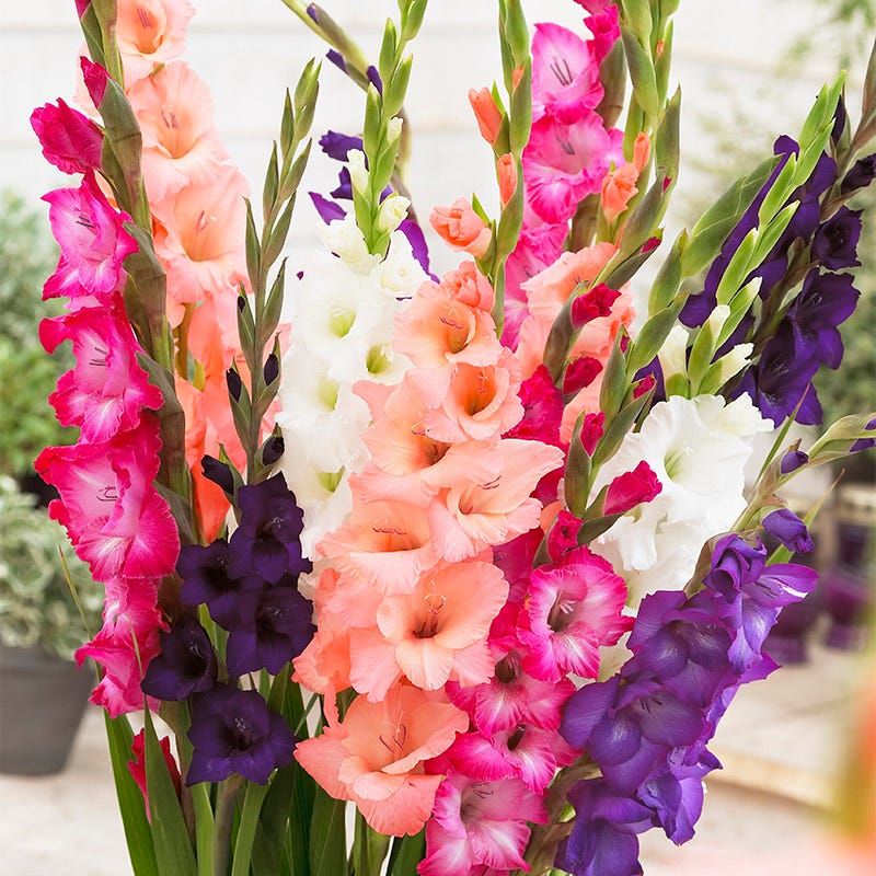 Sunset Gladiolus Mix - Image 2
