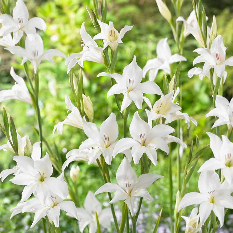 Albus Hardy Gladiolus - Image 2