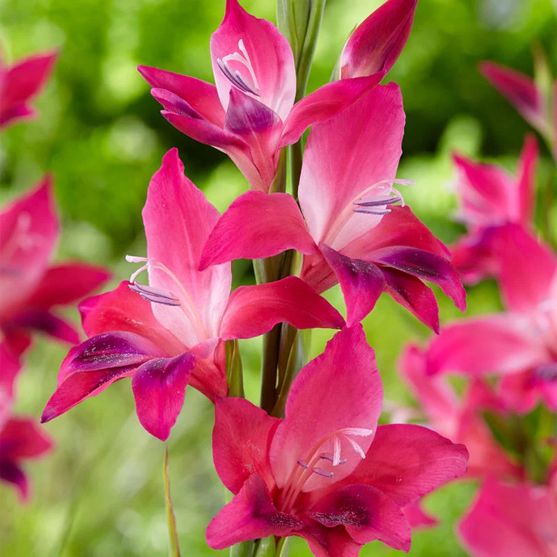 Vulcano Hardy Gladiolus - Image 2