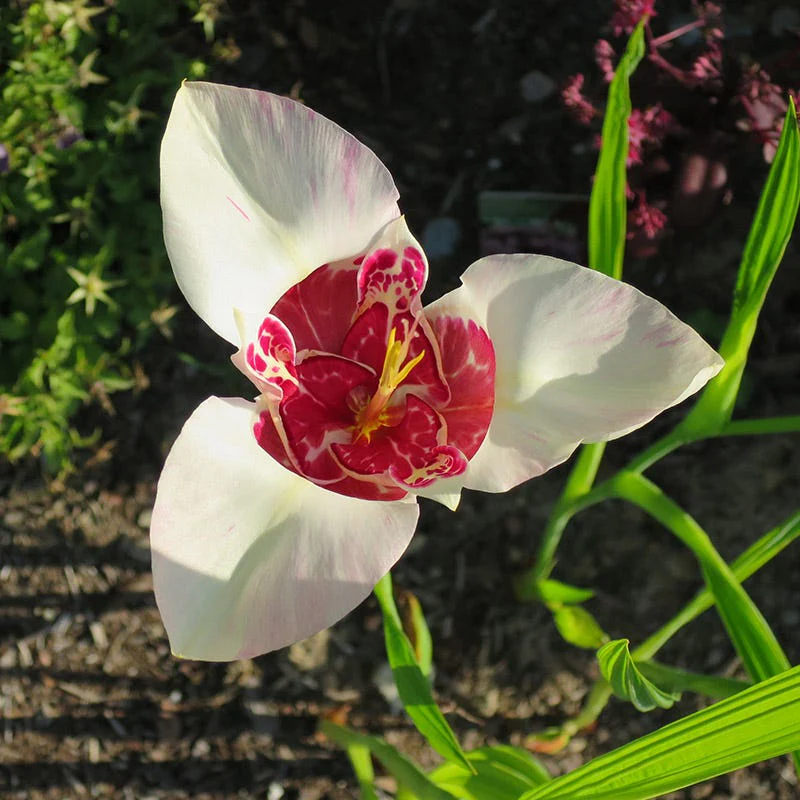 Mexican Shellflower Mix - Image 4