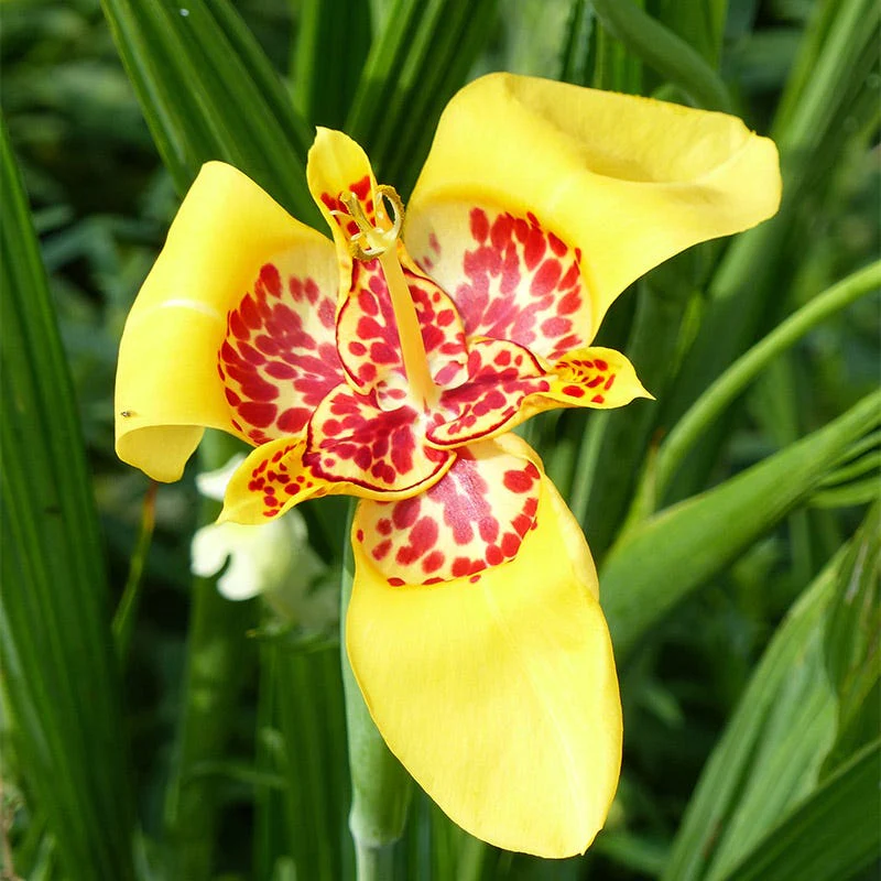 Mexican Shellflower Mix - Image 6
