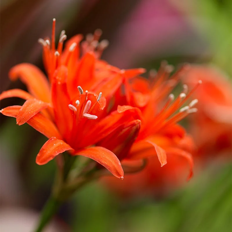 Red Nerine Lily - Image 3