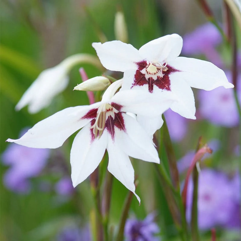 Peacock Orchid
