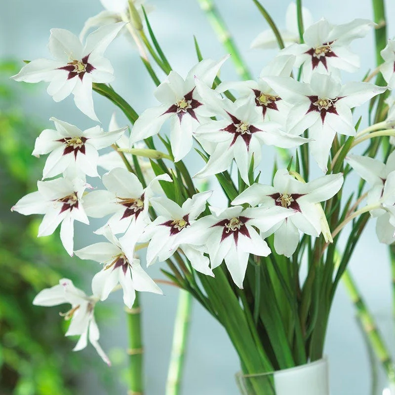 Peacock Orchid - Image 3