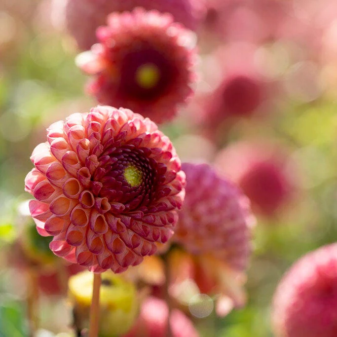 Resonant Dahlia Collection - Image 6