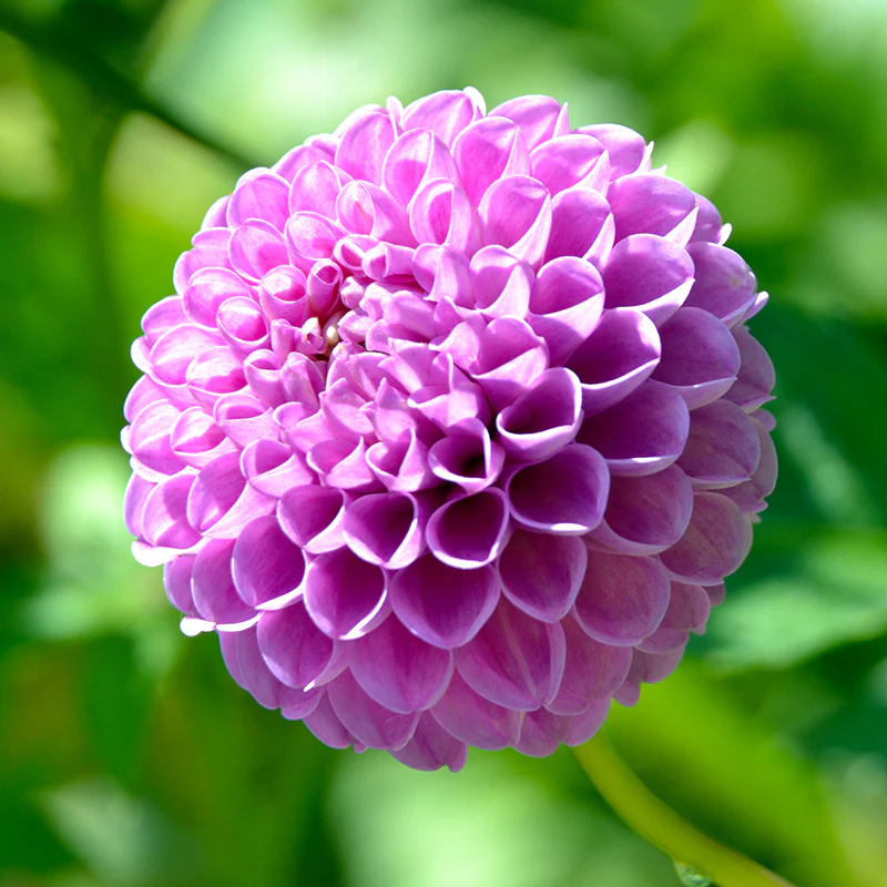 Franz Kafka Pompon Dahlia - Image 3