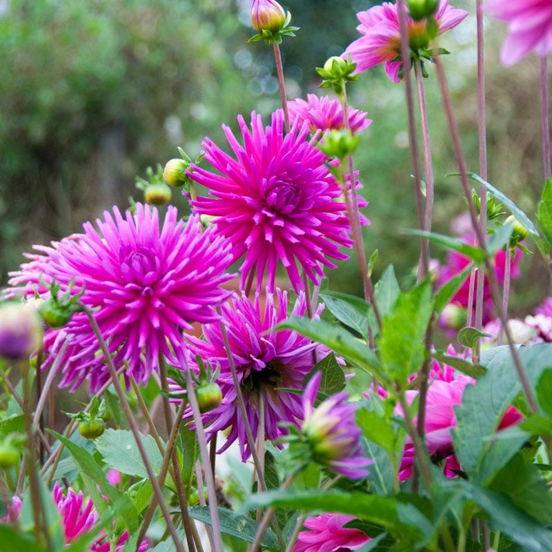 Purple Gem Cactus Dahlia - Image 2