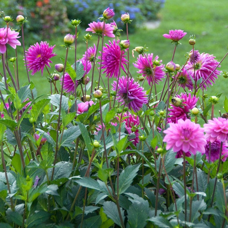 Purple Gem Cactus Dahlia - Image 3